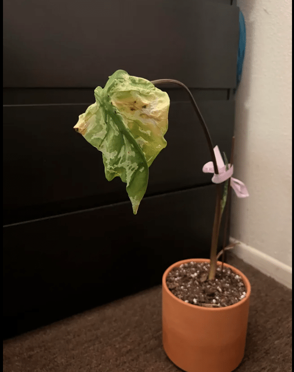 alocasia hilo beauty droopy leaves and yellowing